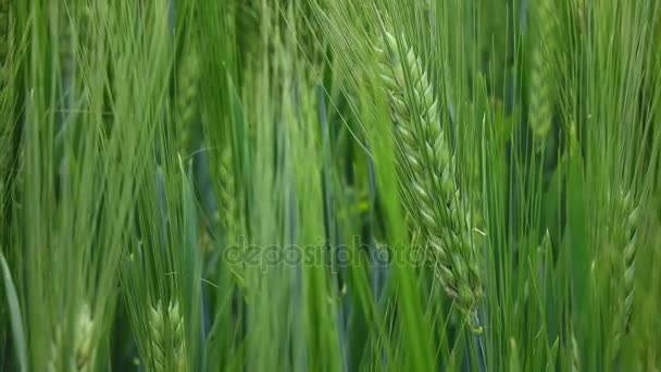 Green Barley Field — Stock Video