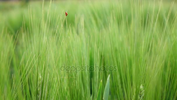 Cebada Verde Campo — Vídeos de Stock