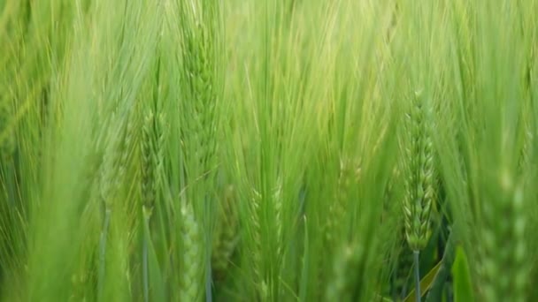 Cebada Verde Campo — Vídeos de Stock