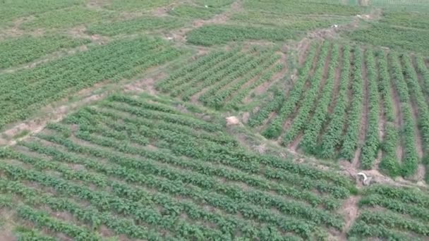 Aerial View Potato Field — Stock Video
