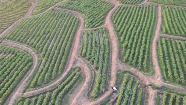 Vista Aérea Campo Batata — Vídeo de Stock