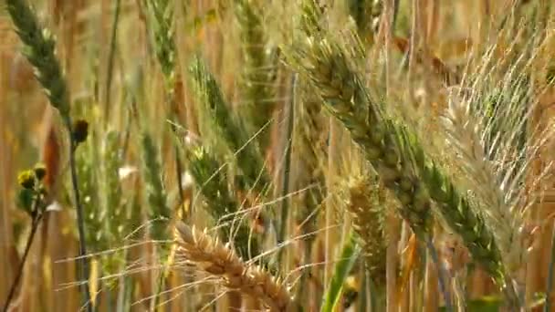 Barley Field — Stock Video