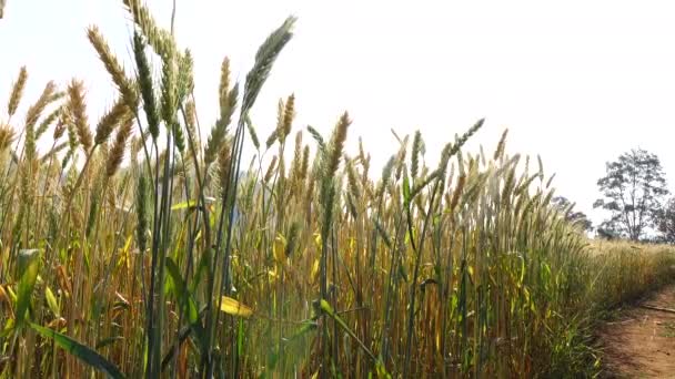 Barley Field — Stock Video