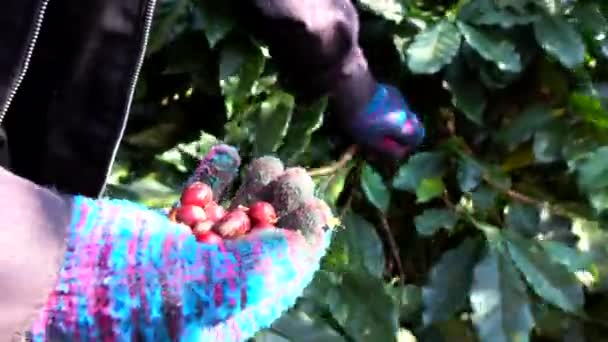 Picking Coffee Bean Plant — Stock Video