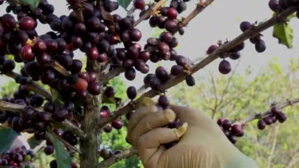 Συγκομιδή Καφέ Bean Στο Φυτό — Αρχείο Βίντεο