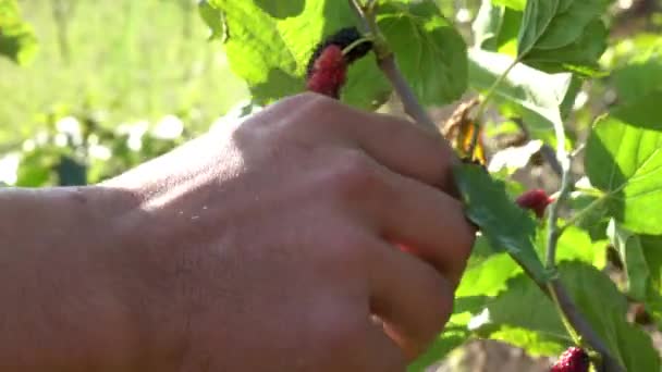 Picking Mulberry Tree — Stock Video