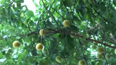 Ağaç üzerinde Erik hasat