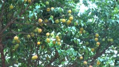 Ağaç üzerinde Erik hasat