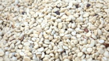 Kahve çekirdeği bitki kurutma