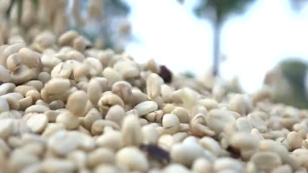 工場でコーヒー豆を乾燥 — ストック動画