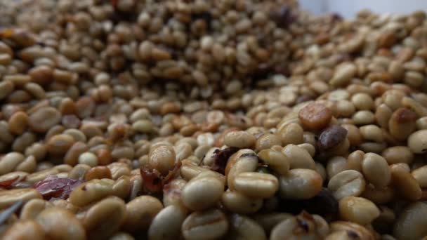Ferment Coffee Bean Slow Motion — Stock Video