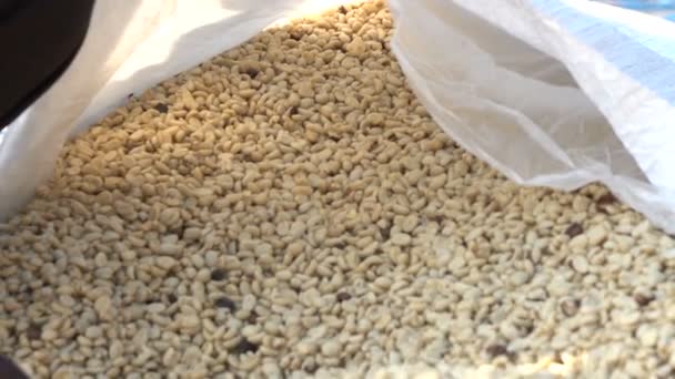 コーヒー豆の収穫のスローモーション — ストック動画