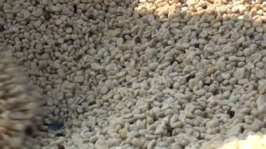 Kahve çekirdeği ağır çekim hasat