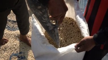 Kahve çekirdeği ağır çekim hasat