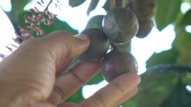 Macadamia ağaç yavaş hareket üzerinde