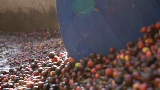 Oogsten Van Koffieboon Slowmotion — Stockvideo