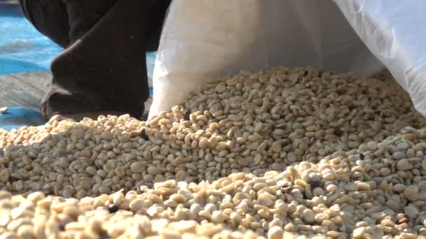 收获咖啡豆慢动作 — 图库视频影像