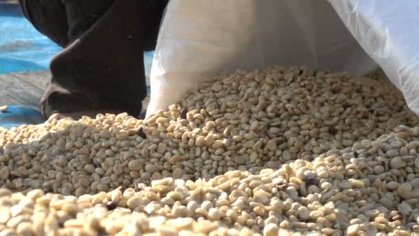 Harvesting Coffee Bean Slow Motion — Stock Video