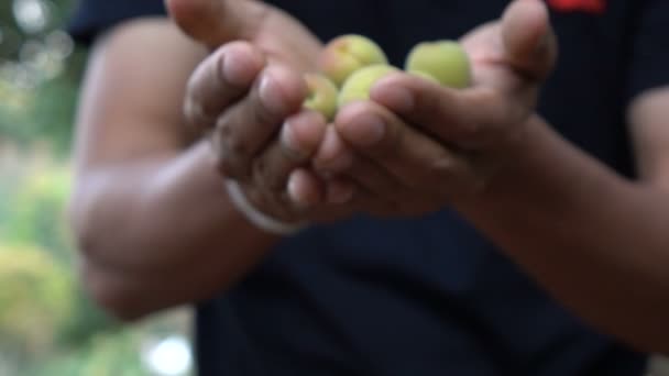 Harvesting Plum Slow Motion — Stock Video