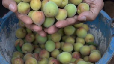 Erik ağır çekim hasat