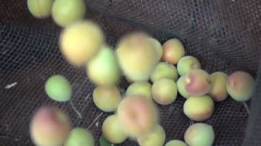 Erik ağır çekim hasat