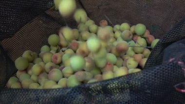 Erik ağır çekim hasat