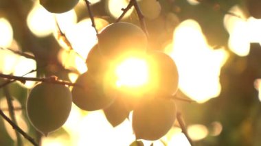 Erik ağacı yavaş hareket üzerinde