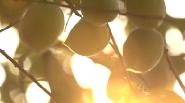 Erik ağacı yavaş hareket üzerinde