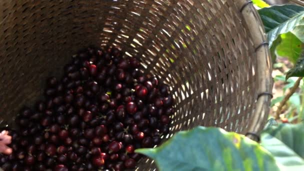 Picken Koffieboon Boom — Stockvideo