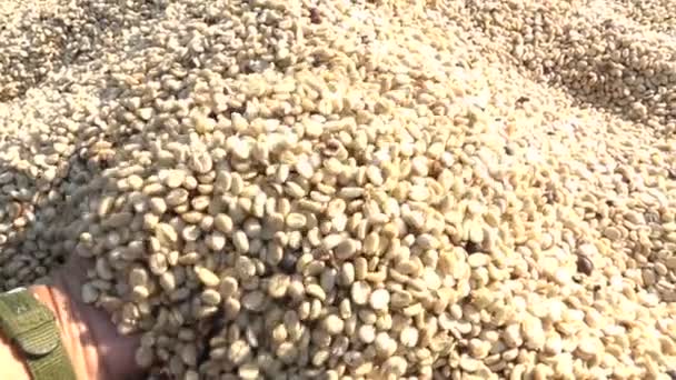 烘干咖啡豆在植物 — 图库视频影像