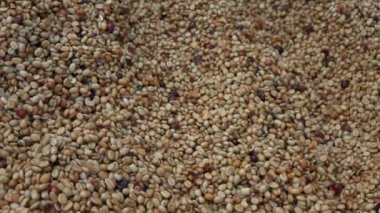 Maya kahve çekirdeği yavaş hareket