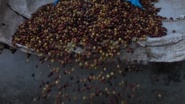 Gieten Van Koffieboon Slowmotion — Stockvideo