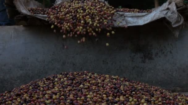 Pouring Coffee Bean Slow Motion — Stock Video