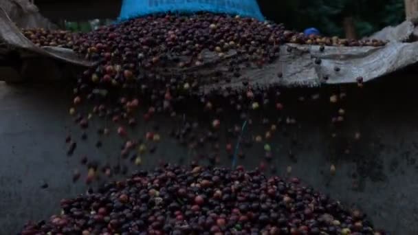 Pouring Coffee Bean Slow Motion — Stock Video