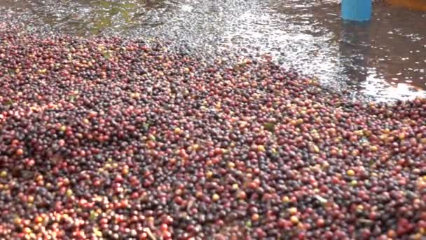 Bauer Wäscht Kaffeebohne Zeitlupe — Stockvideo