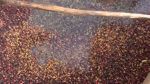 Farmer Washing Coffee Bean Slow Motion — Stock Video