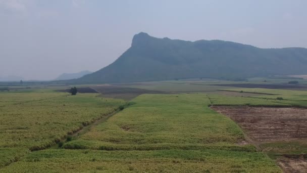 Vista Aérea Cana Açúcar — Vídeo de Stock