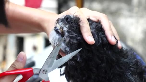 Groomer Usando Tijeras Adelgazamiento Para Cortar Pelo Perro Caniche — Vídeos de Stock