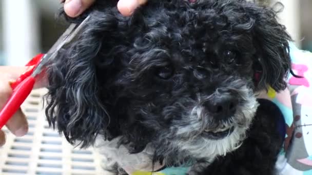 Groomer Usando Tesouras Desbaste Para Cortar Cão Poodle Cabelo — Vídeo de Stock