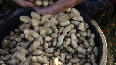 Fıstık alanında hasat el çiftçi