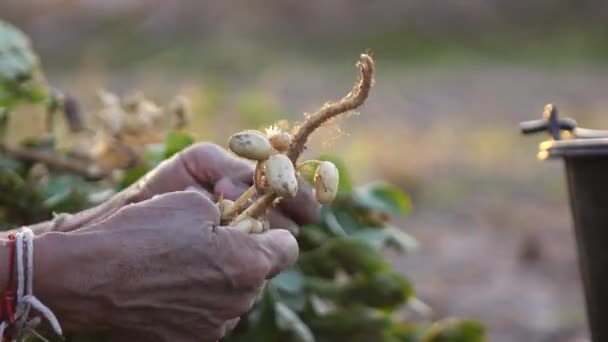 Hand Boer Oogsten Pinda Het Veld — Stockvideo