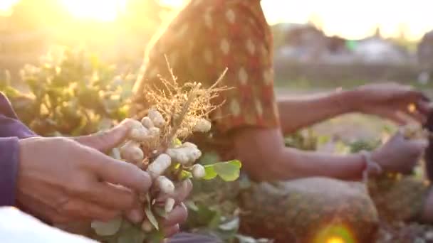 Mão Agricultor Colher Amendoim Campo — Vídeo de Stock