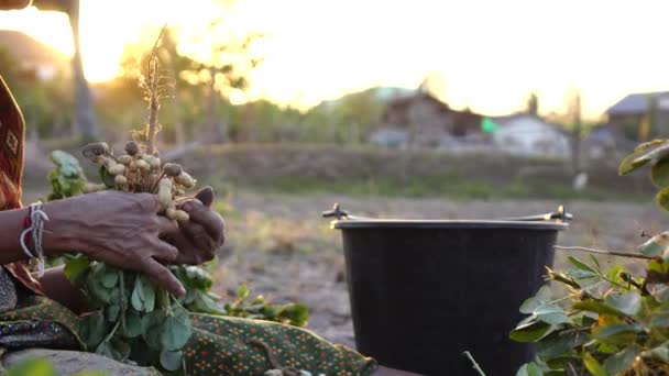 Hand Farmer Harvesting Peanut Field — Stock Video
