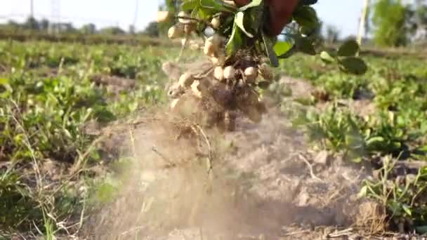 Hand Farmer Harvesting Peanut Field — Stock Video