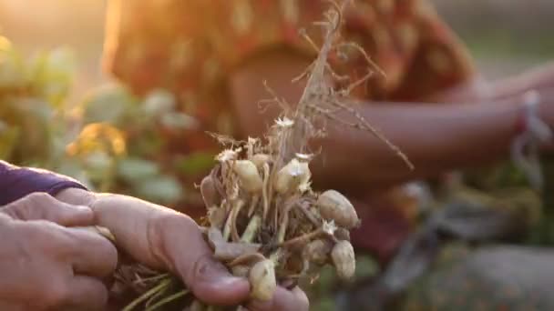 Hand Boer Oogsten Pinda Het Veld — Stockvideo