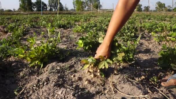 Rukou Farmář Sklízí Arašídy Poli — Stock video