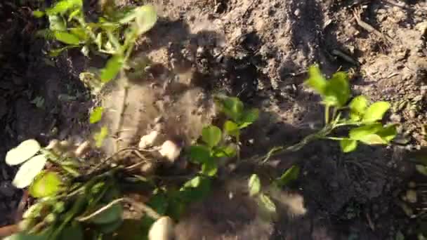 Fermier Mână Recoltarea Arahide Câmp — Videoclip de stoc