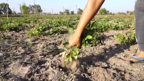 Fermier Mână Recoltarea Arahide Câmp — Videoclip de stoc