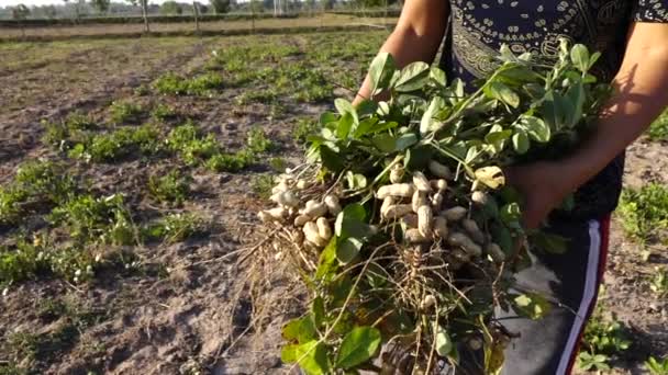Agricultor Mano Cosechando Cacahuete Campo — Vídeos de Stock