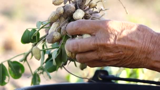 フィールドでピーナッツの収穫手農家 — ストック動画